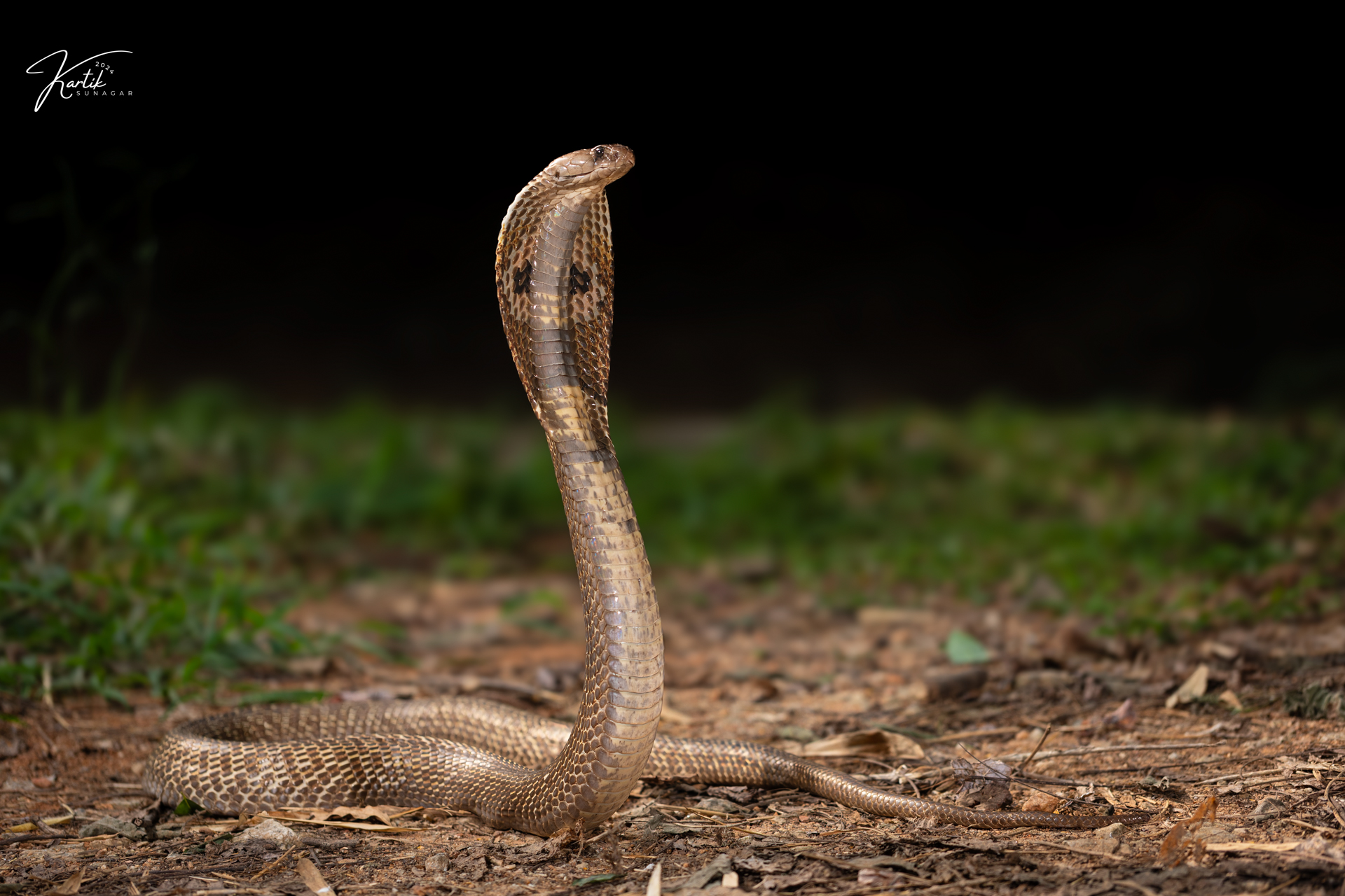 Spectacled Cobra (Naja naja) — India's most iconic venomous snake